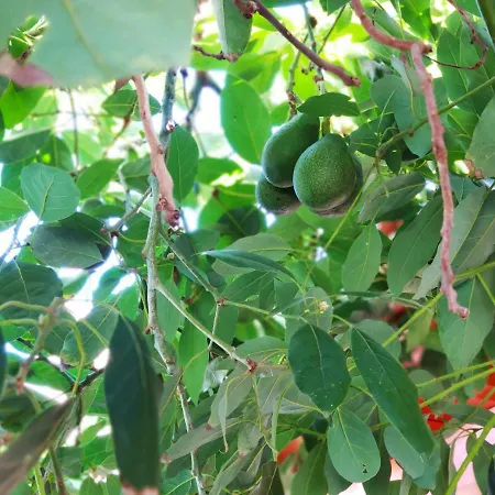 Norte Piscina Privada Climatizada Σπίτι διακοπών La Victoria de Acentejo