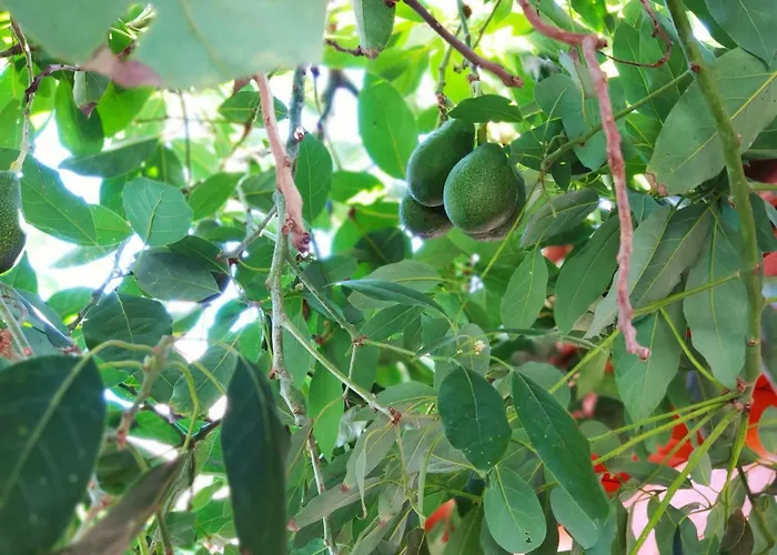 Norte Piscina Privada Climatizada Prázdninový dům La Victoria de Acentejo